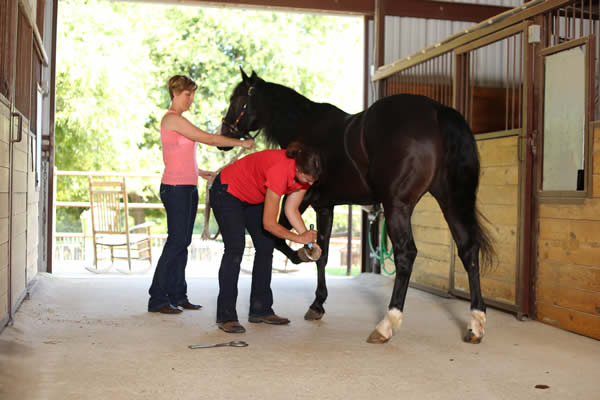 Texas Diamond J Veterinary Services is a mobile equine practice owned and operated by Dr. Jenn Boeche