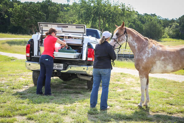 Texas Equine Veterinary Services | Vet for Horses | Dr. Jennifer Boeche