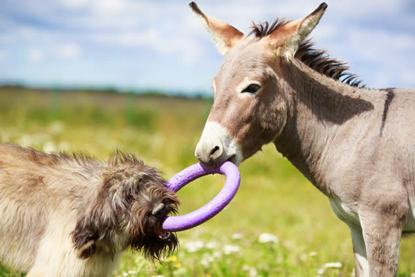 donkey - Mobile veterinary care 